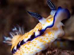 Imperial Nudi on the Go - 105 mm Maui Southside by Mike Roberts 